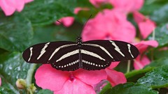 Nature multicolor Flowers insects