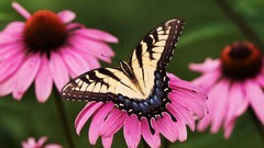 Nature multicolor insects depth