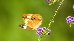 Nature multicolor insects grass