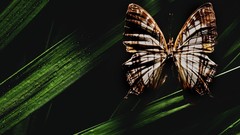 Nature multicolor insects grass