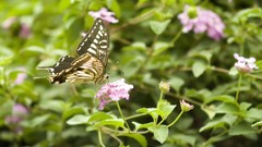 Nature multicolor insects grass