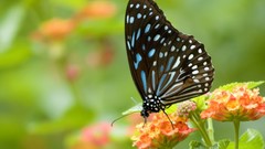 Nature multicolor insects grass