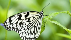 Nature multicolor insects grass