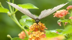 Nature multicolor insects grass