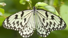 Nature multicolor insects grass