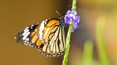 Nature multicolor insects grass