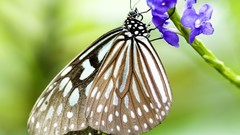 Nature multicolor insects grass