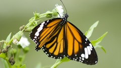 Nature multicolor insects grass