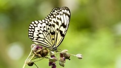 Nature multicolor insects grass