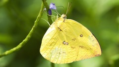 Nature multicolor insects grass