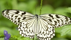 Nature multicolor insects grass