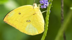 Nature multicolor insects grass