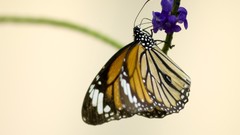 Nature multicolor insects grass