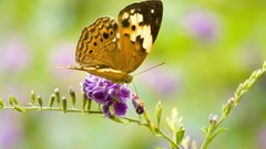 Nature multicolor insects grass