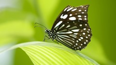 Nature multicolor insects grass