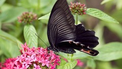 Nature multicolor insects grass