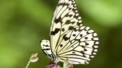 Nature multicolor insects grass