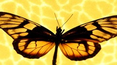 Nature multicolor insects macro