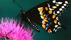 Nature multicolor insects purple