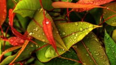 Nature multicolor leaves water