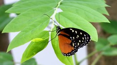 Nature multicolor orange insects