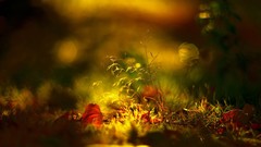 Nature multicolor Wonderland depth