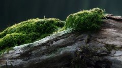 Nature multiscreen dual wield