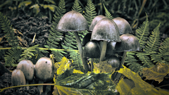 Nature mushrooms