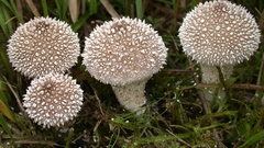 Nature mushrooms