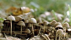 Nature mushrooms