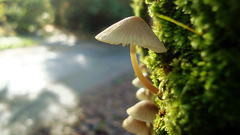 Nature mushrooms