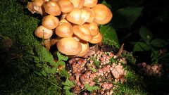 Nature mushrooms
