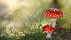 Nature mushrooms