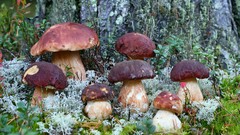 Nature mushrooms
