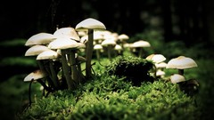 Nature mushrooms