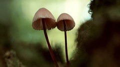 Nature mushrooms