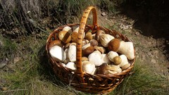 Nature mushrooms baskets
