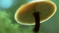 Nature mushrooms blurred