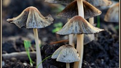 Nature mushrooms champignons