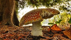 Nature mushrooms Fly Agaric