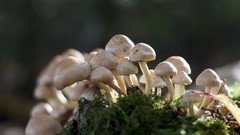 Nature mushrooms fungus flora