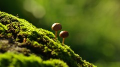 Nature mushrooms moss depth of field