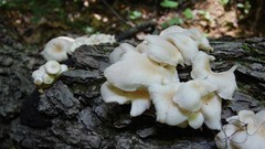 Nature mushrooms patch forests oyster