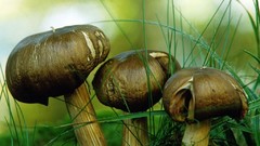 Nature mushrooms Plants