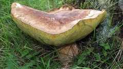 Nature mushrooms Plants