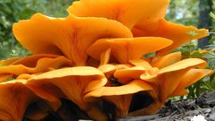 Nature mushrooms Plants