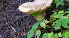 Nature mushrooms Plants