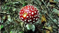 Nature mushrooms Plants Fly