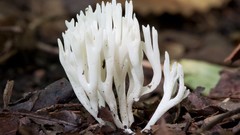 Nature mushrooms Plants fungi