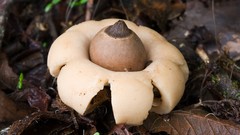 Nature mushrooms Plants fungi